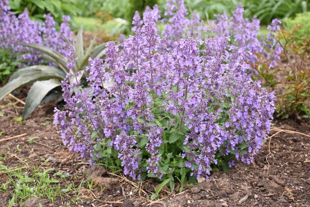 a bush with purple flowers