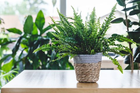 best indoor plants for health boston fern plants