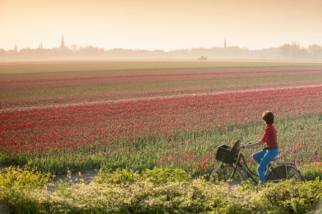 Tulip fields Netherlands