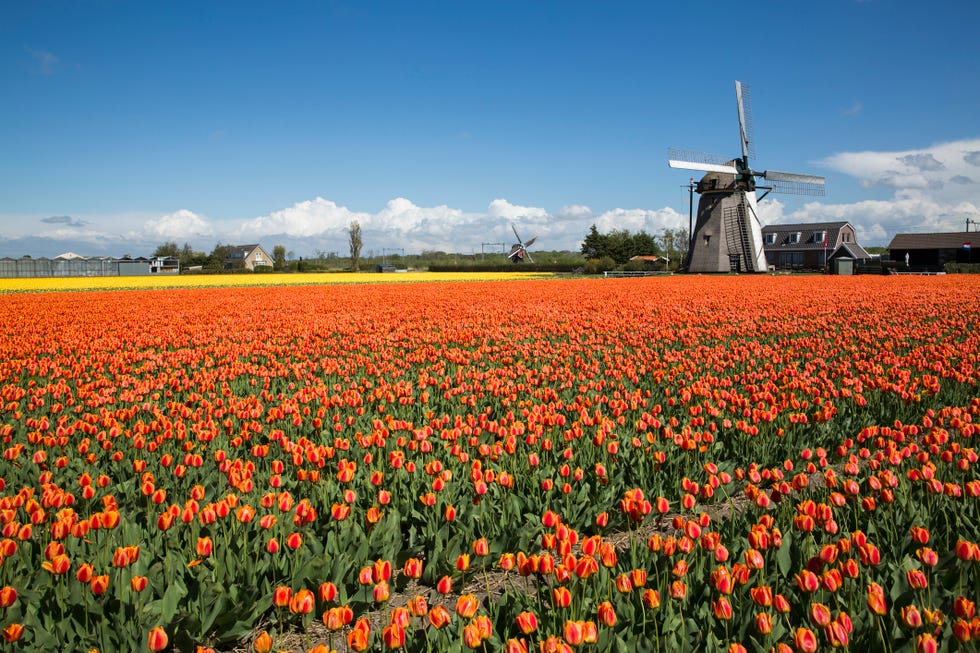 Tulip fields Netherlands