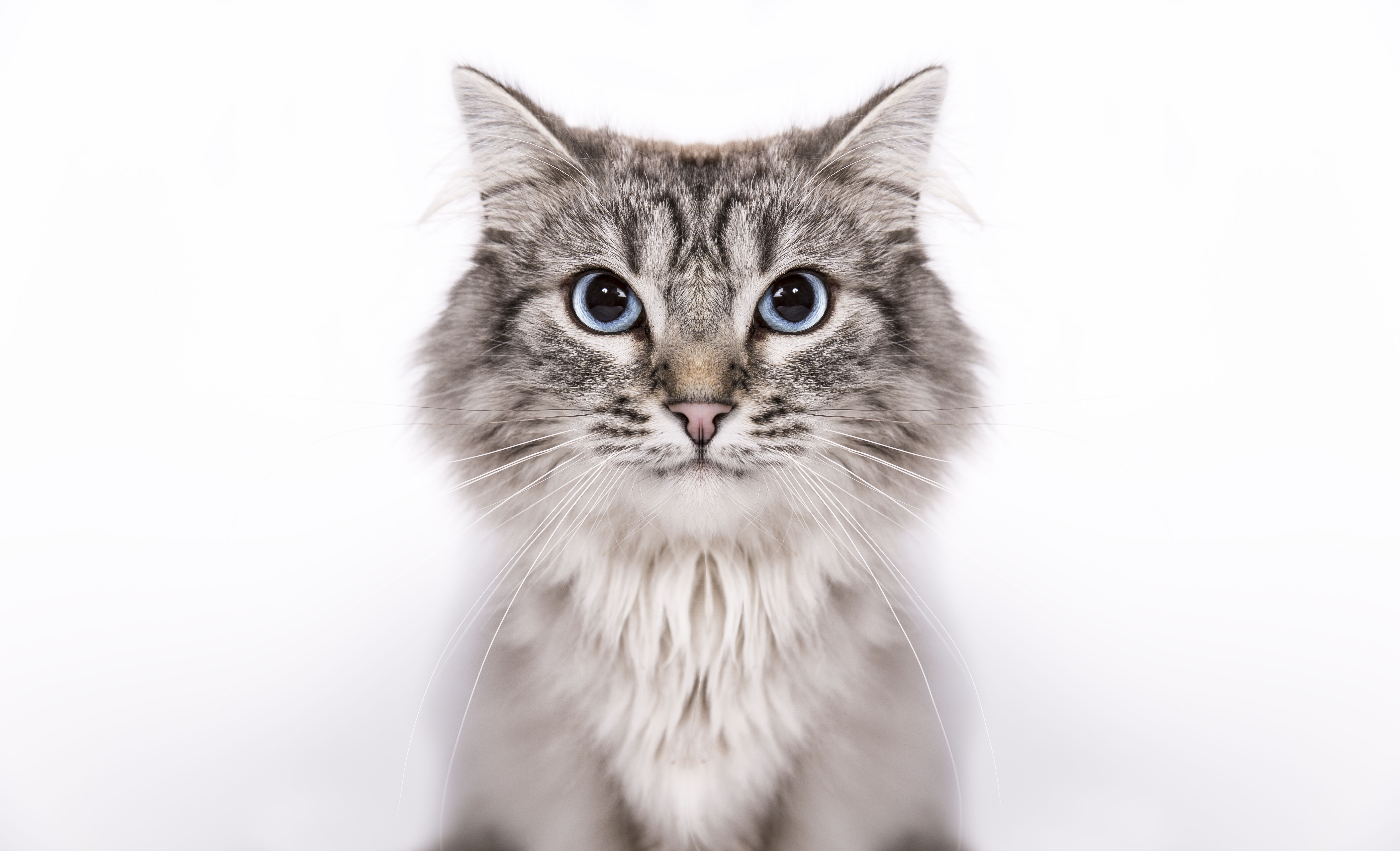 Cat Breeds: Top cat breeds with pictures and descriptions