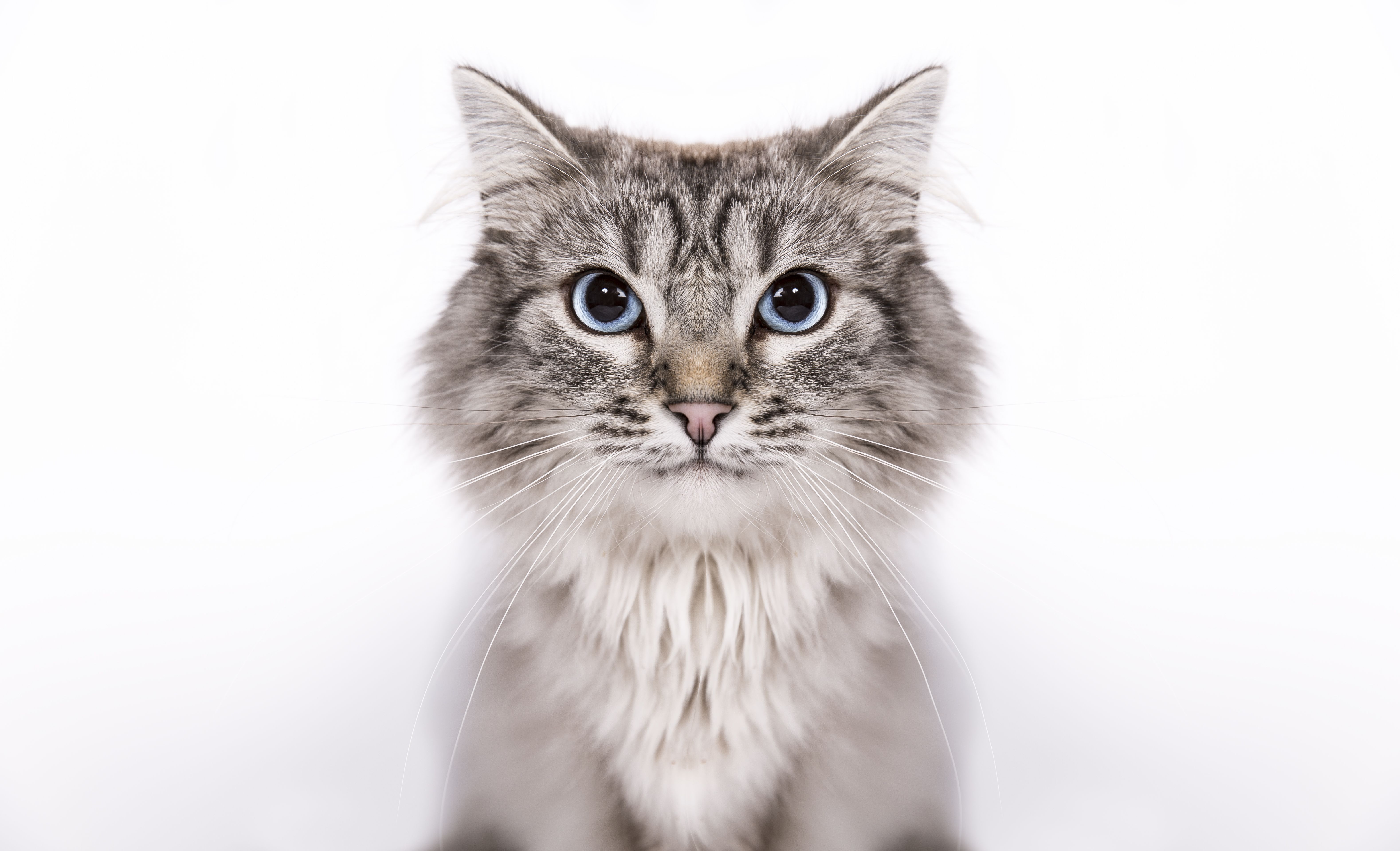 Browse Cat Breeds, Types of Cats