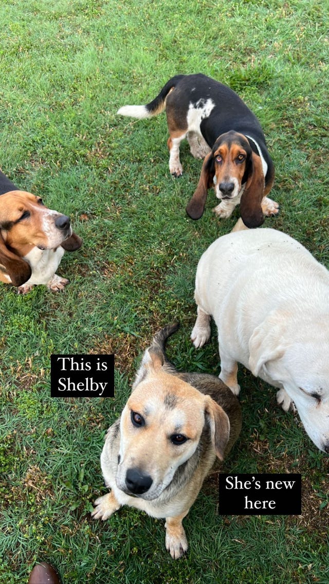 See Photos of Ree Drummond's New Dog Shelby on the Ranch