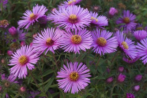 New England aster (Aster novae-angliae) 'Colwell Galaxy'