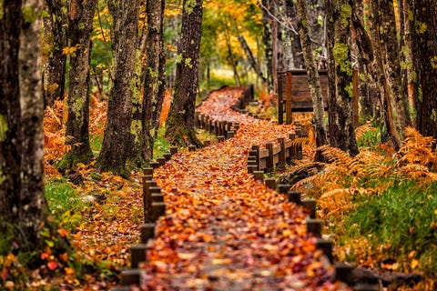 Best New England Fall Foliage Places to Visit in 2022