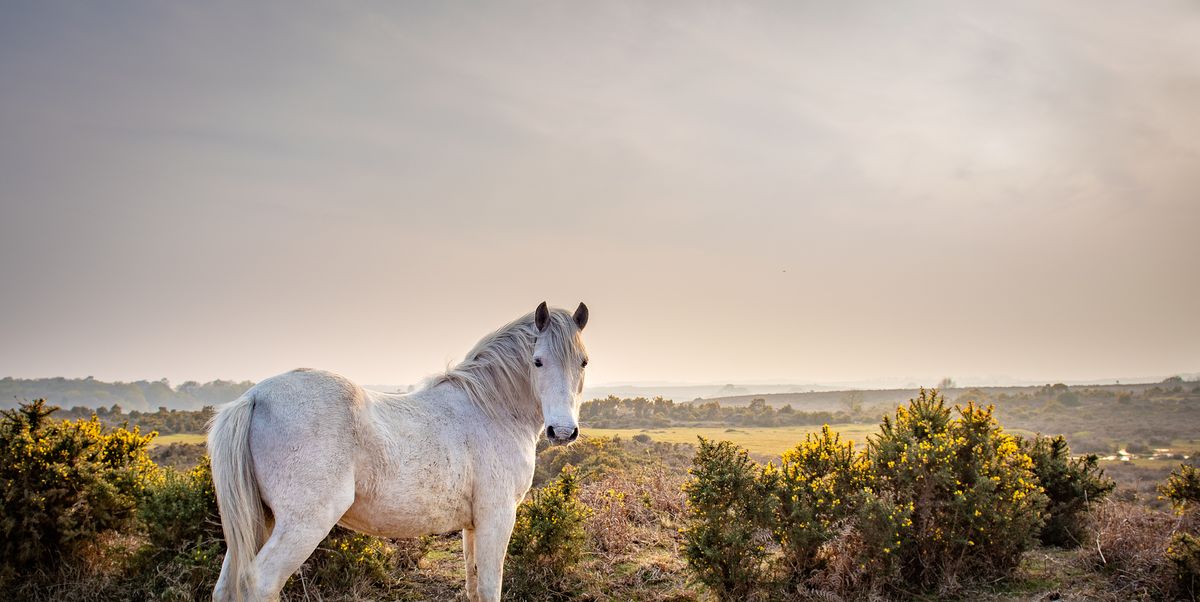 экстерьерное фото лошади