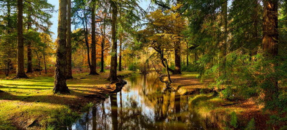 new forest trees flank a river in autumn