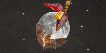 moon flower and a bat on a collage