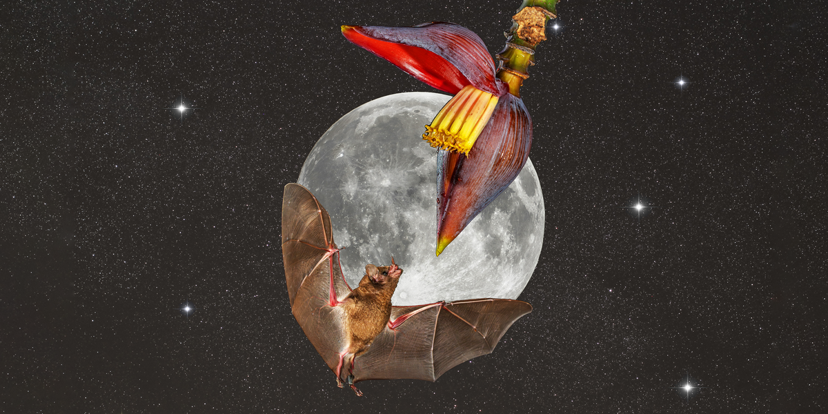 Your Horoscope for May's Full Moon in Scorpio