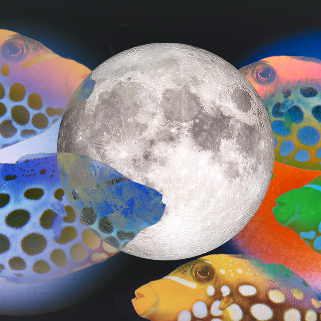 a full moon surrounded by fish