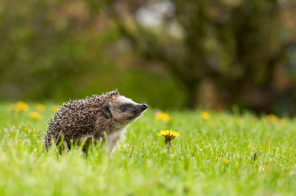 New Road Signs Will Help To Protect Wildlife On Rural Routes