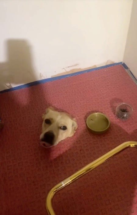 dog tiktok