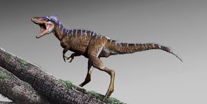 Dinosaur, Velociraptor, Tyrannosaurus, Terrestrial animal, Extinction, Animal figure, Organism, Wildlife, Troodon, Pachycephalosaurus, 