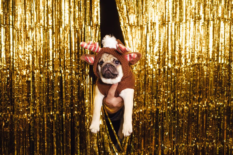 pug dressed as a christmas deer in new years decor golden curtain on the background