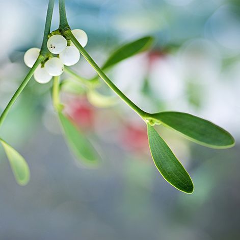 delicate green leaves and white berries of mistletoe plant for new year traditions in ireland