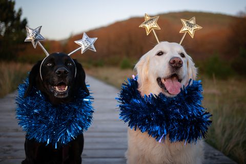 o barqueiro, christmas 2019 a golden retriever and his dog friend celebrating christmas and new year on the beach