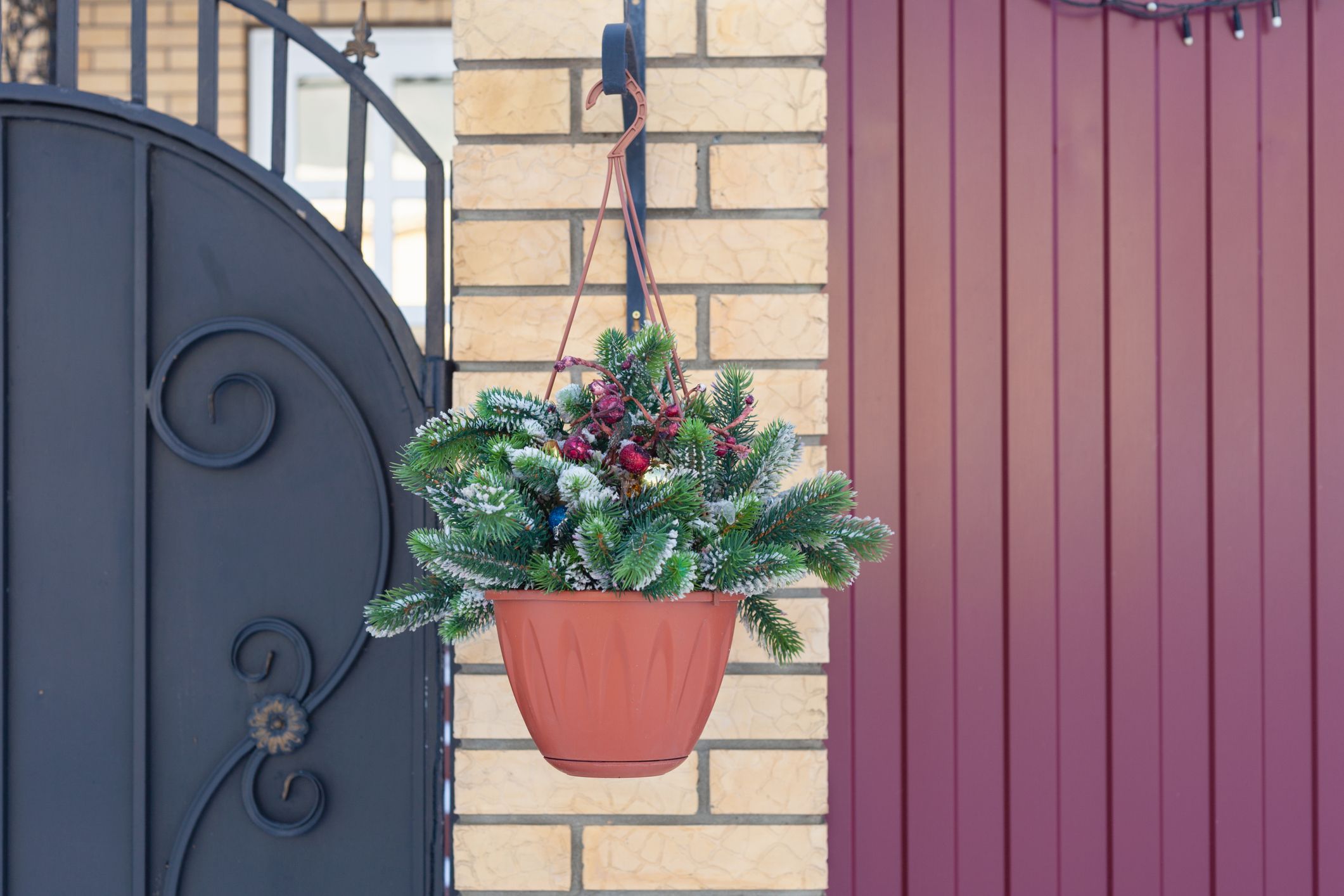 Christmas plants deals for outside