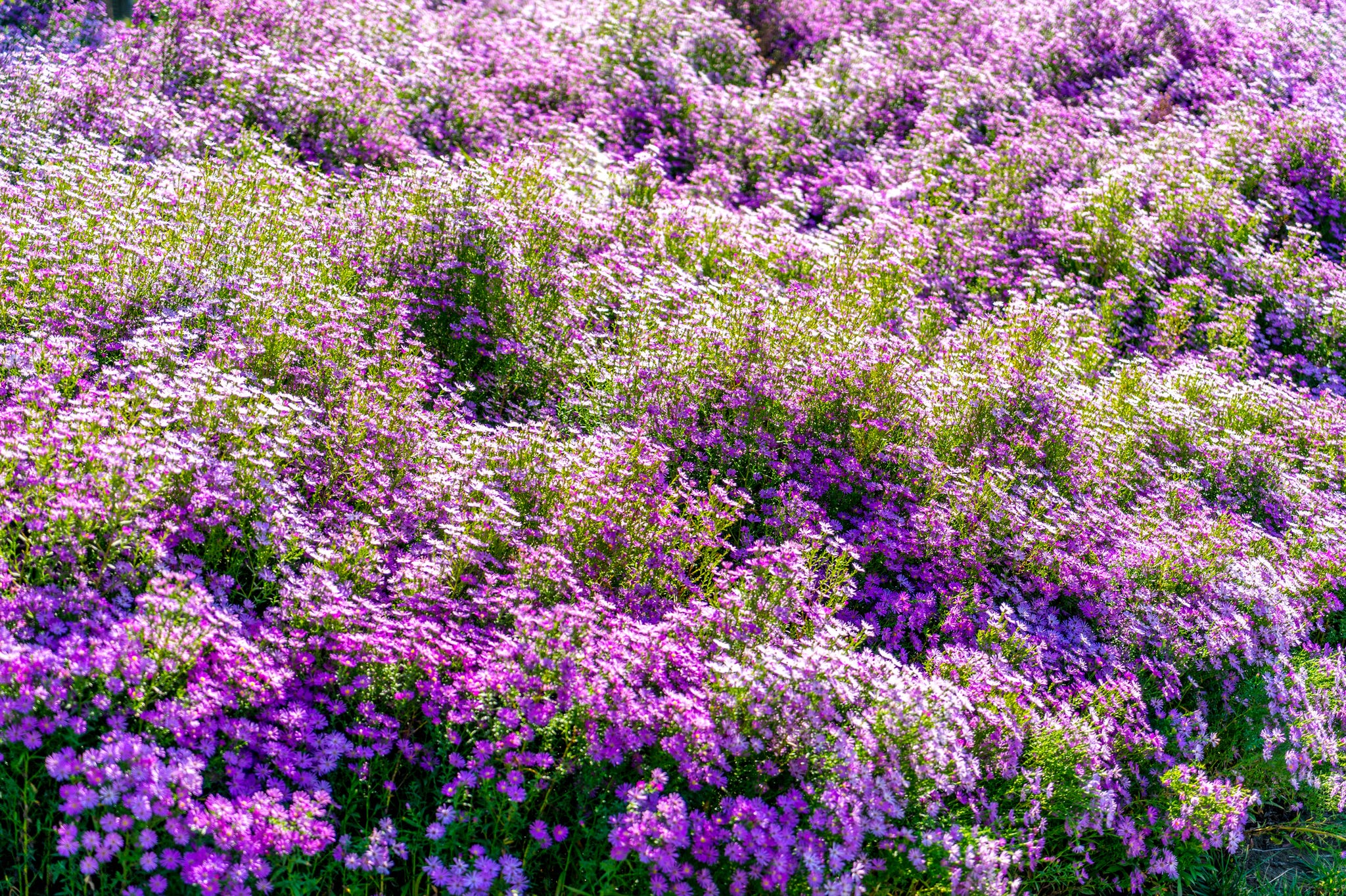 new york asters