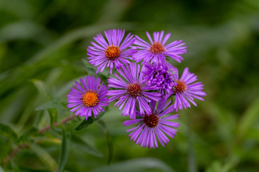 The 20 Best Spring Flowers To Plant Now