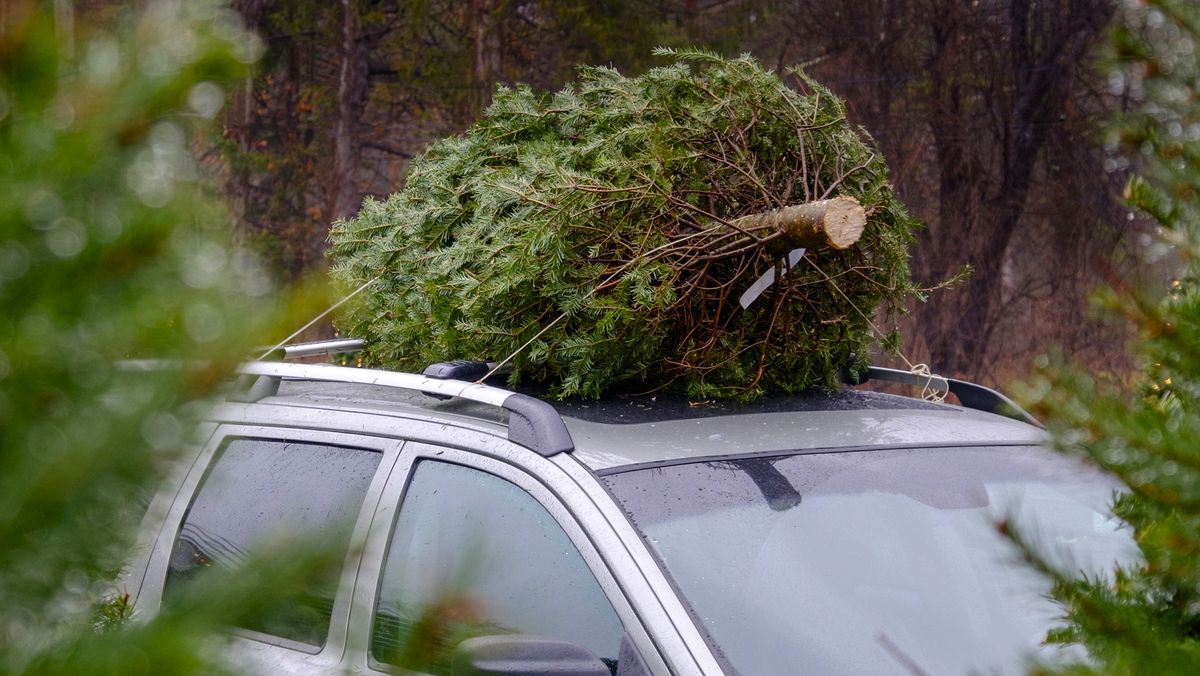 usa, new york state, woodstock, christmas tree on car roof