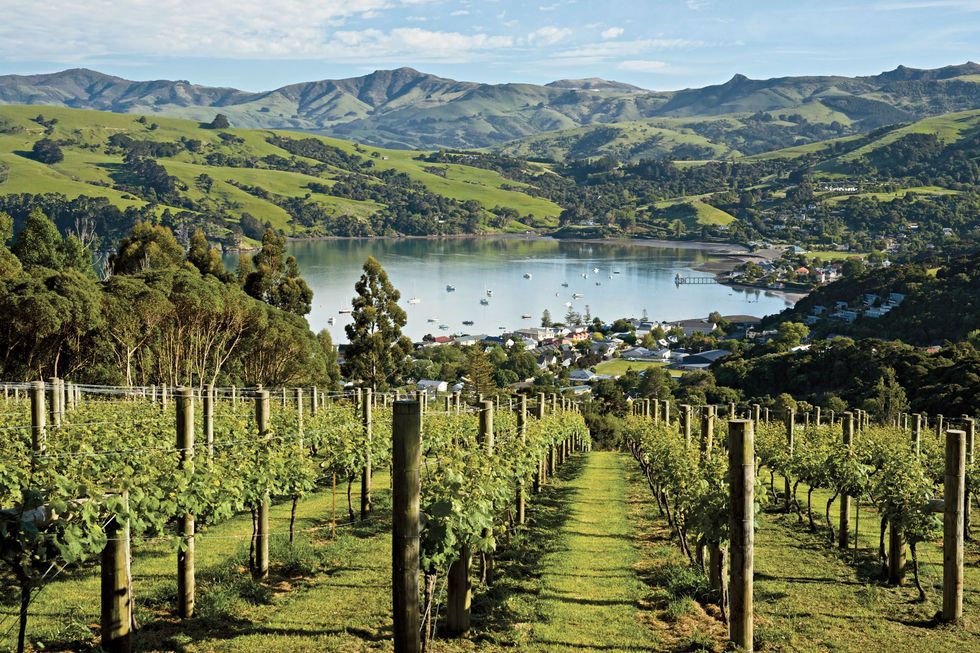 Wijnranken groeien bij het plaatsje Akaroa op het Banks Peninsula aan de kust van het NieuwZeelandse Zuidereiland
