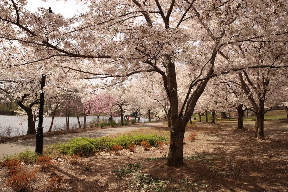 Jersey's Cherry Blossom Festival - Health & Life Magazine