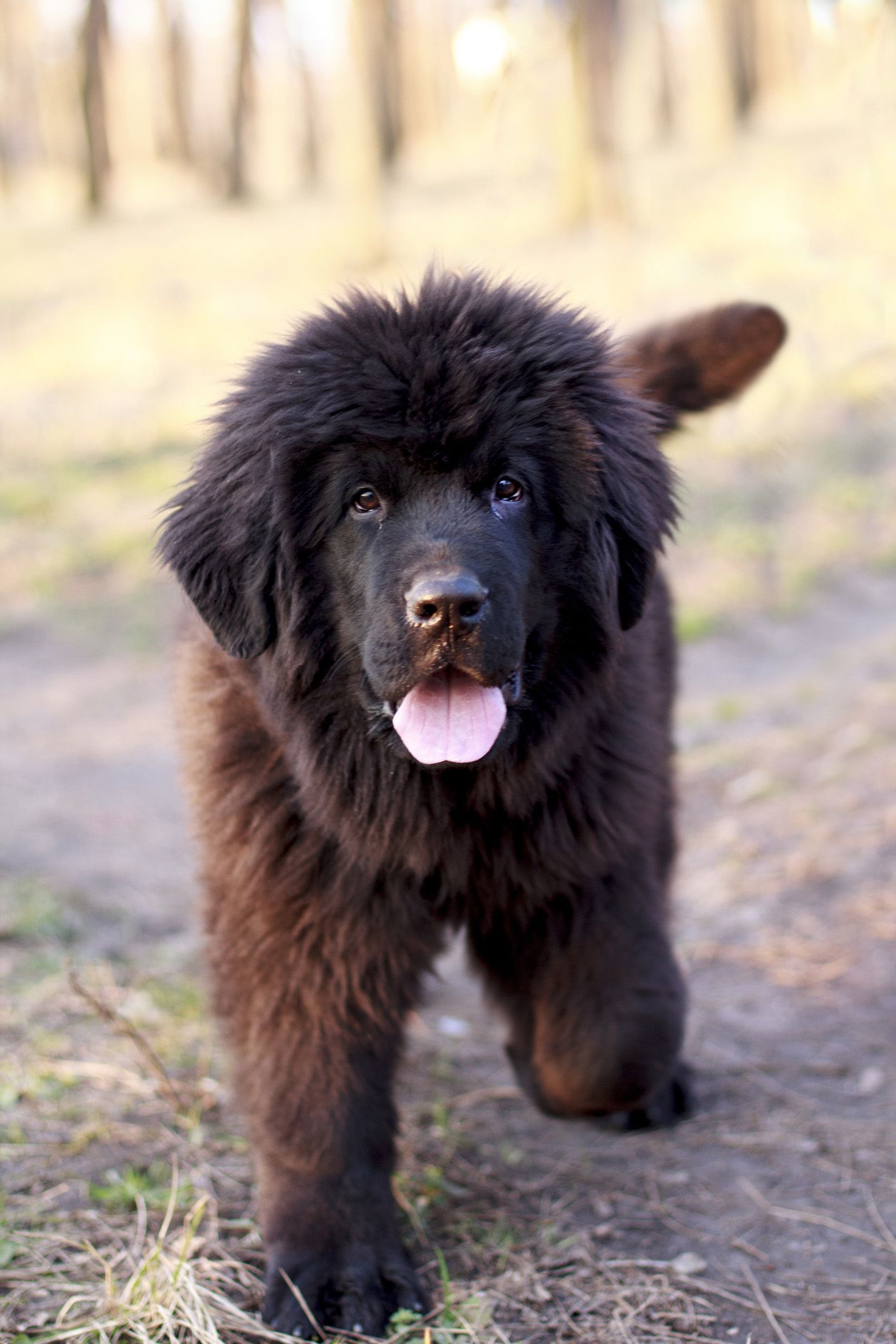 Large family dog breeds best sale