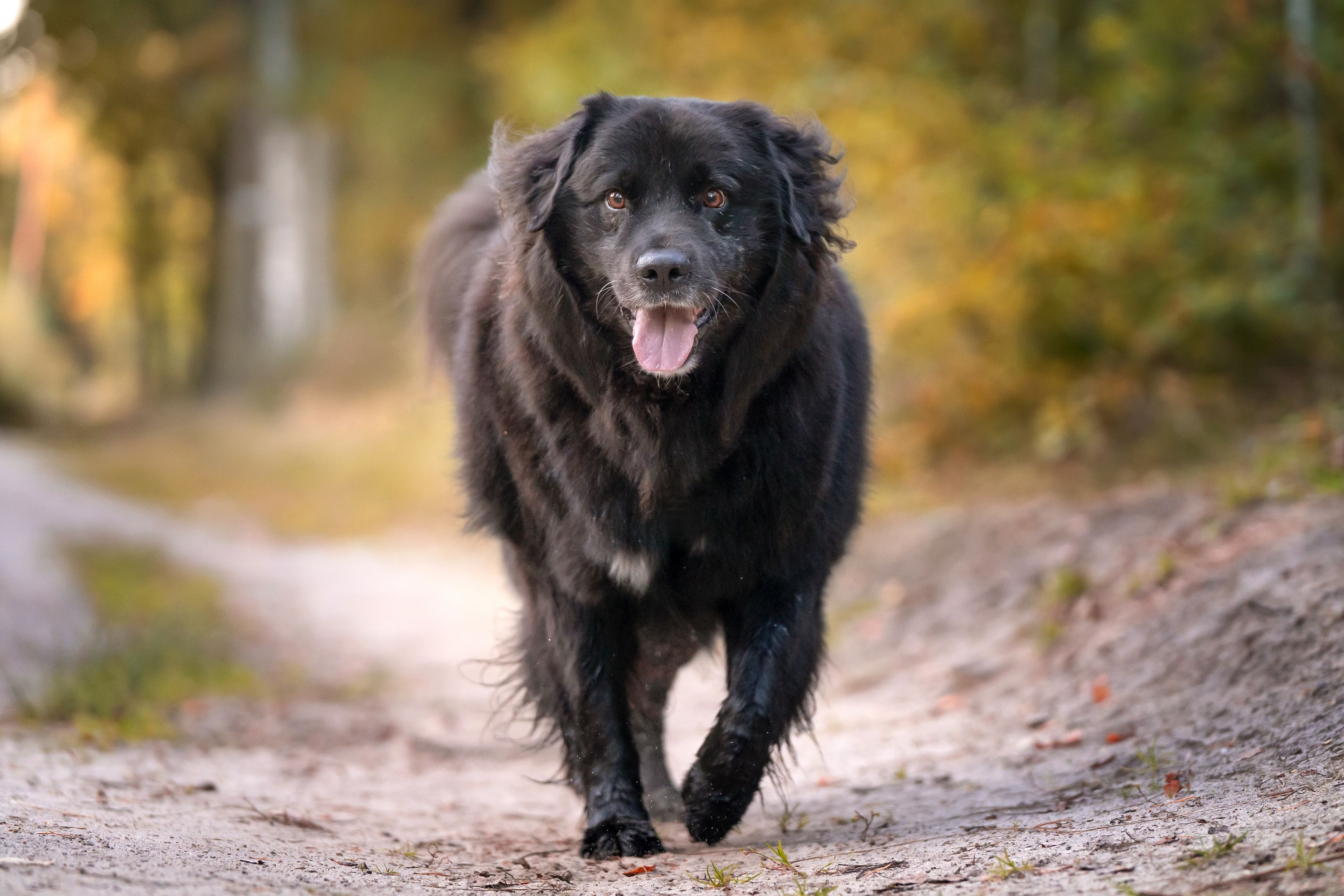 Newfoundland dog fashion kids