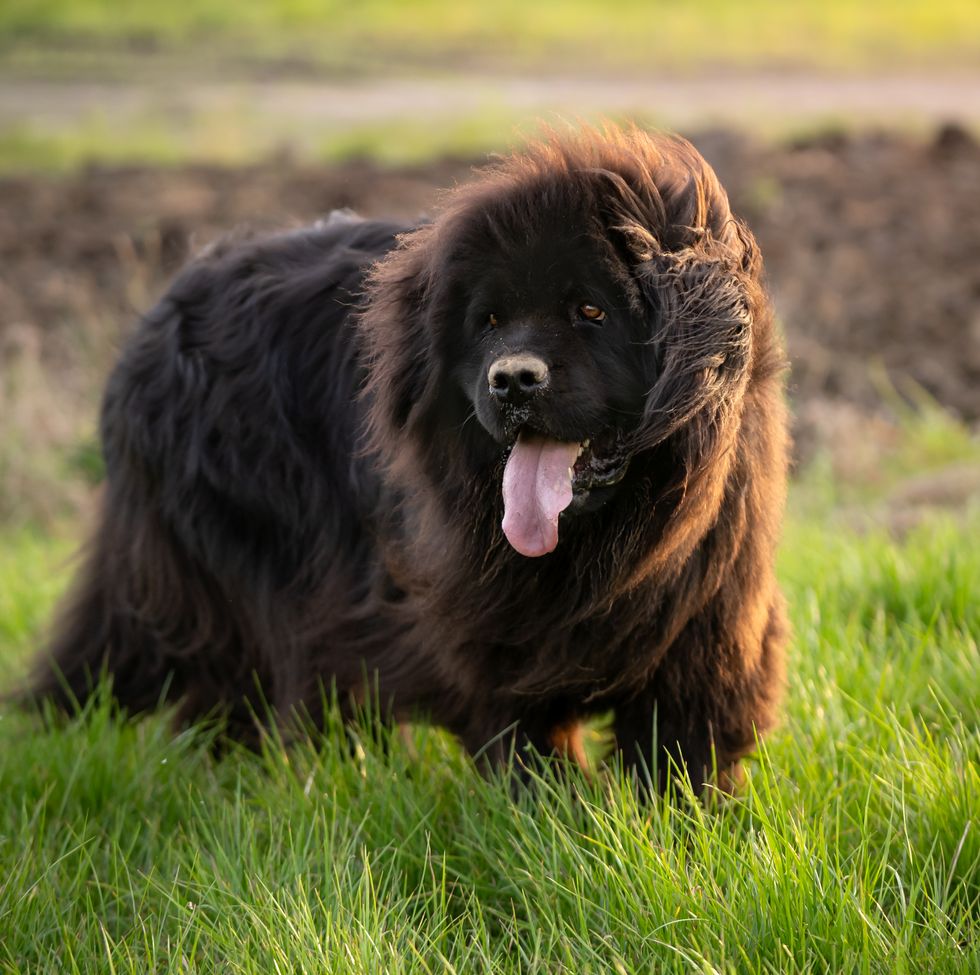 newfoundland dog in the meadow