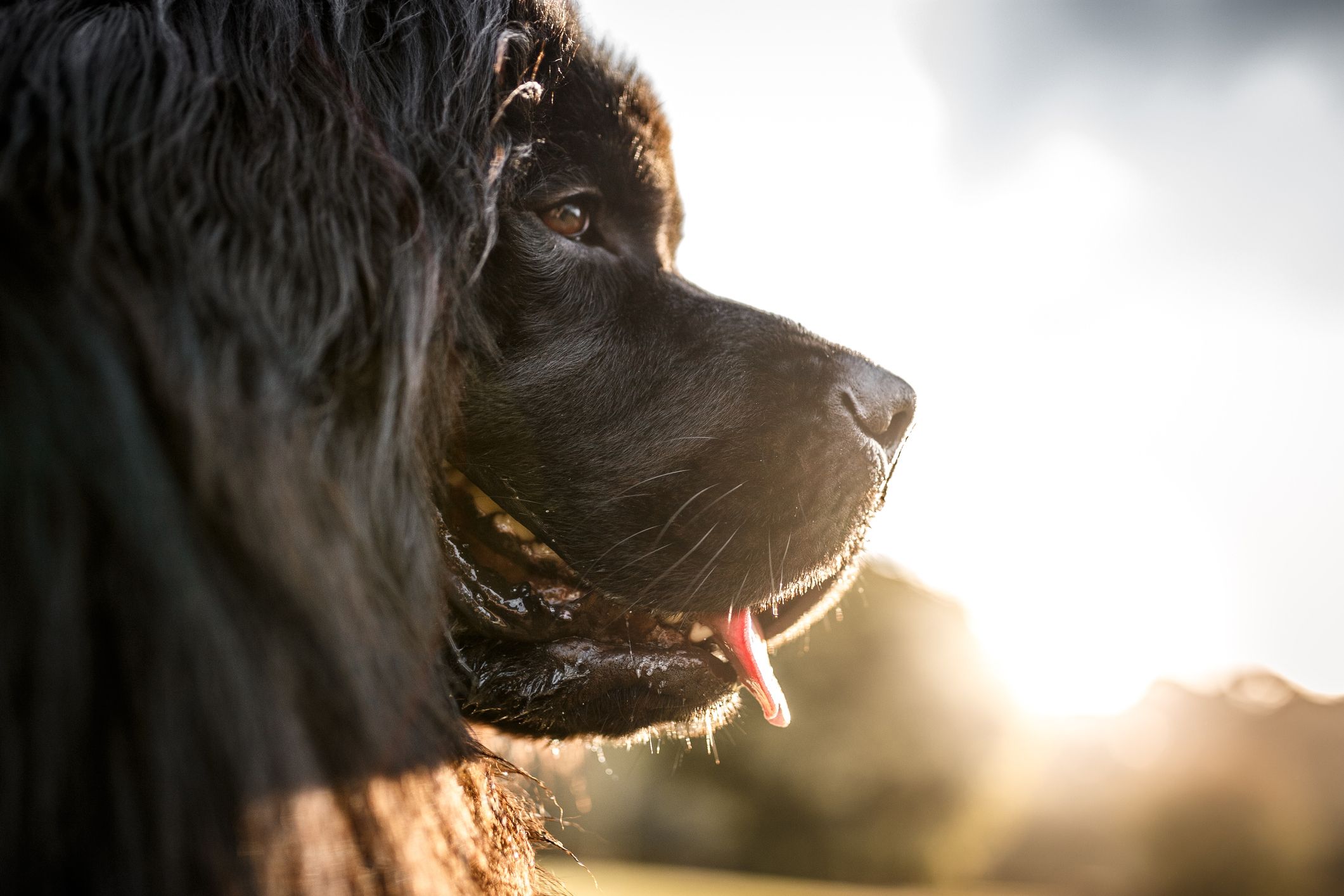 Newfoundland dog big fluffy hot sale breeds