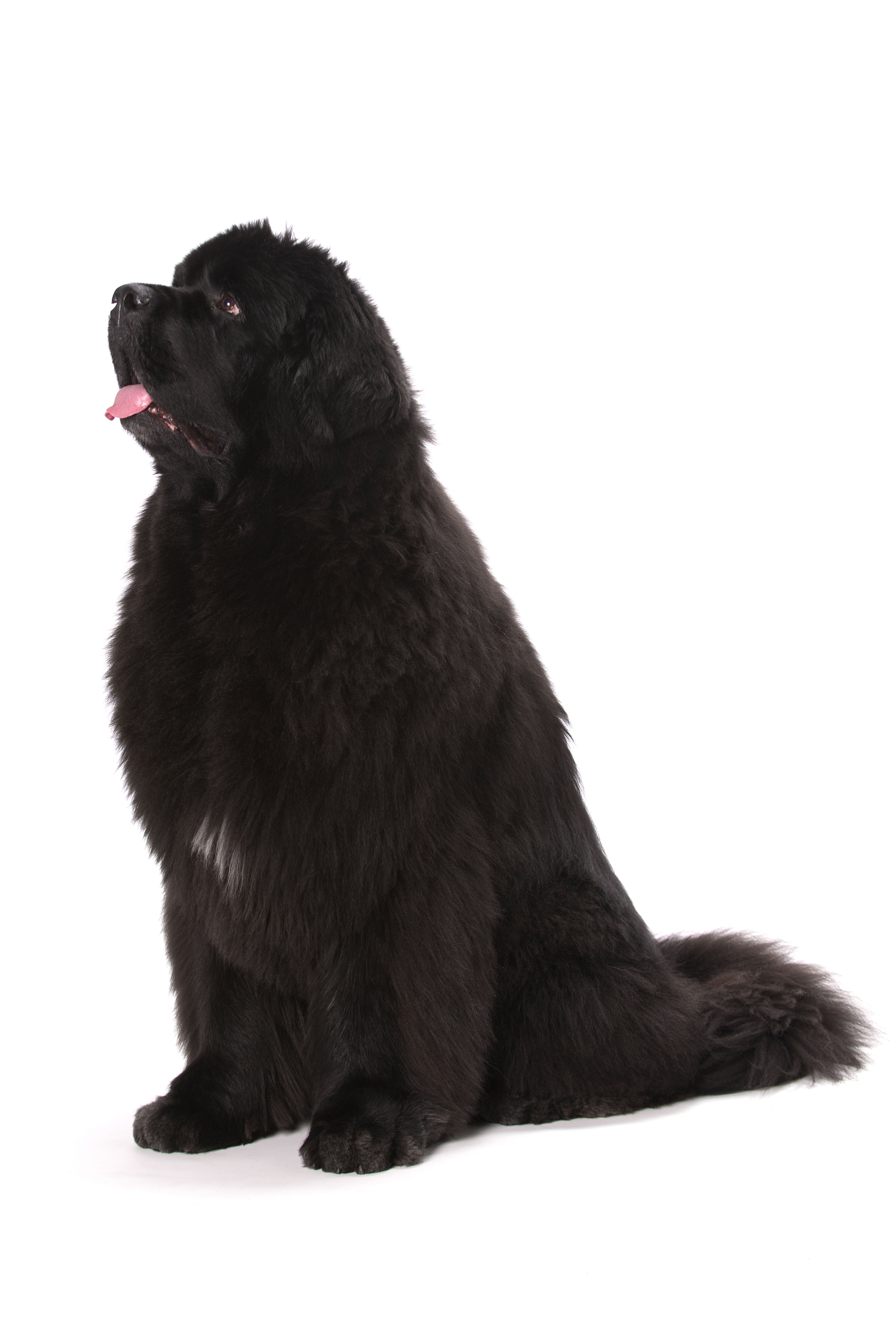 Fluffy dog breeds: From small to giant breeds