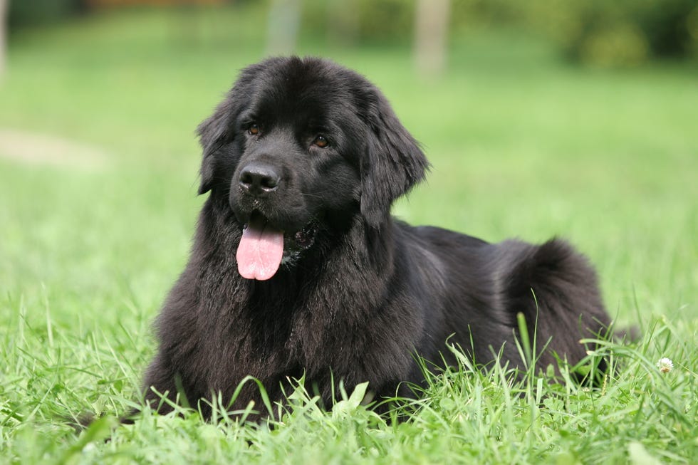 terranova una de las 8 razas de perro con más empatía