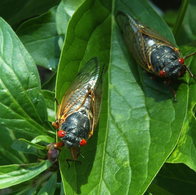 cicadas start to emerge after 17 year slumber