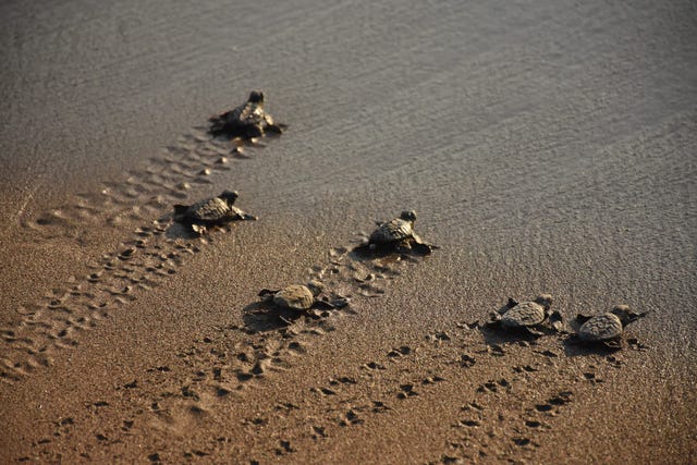 How to Live Stream a Sea Turtle Release Tonight