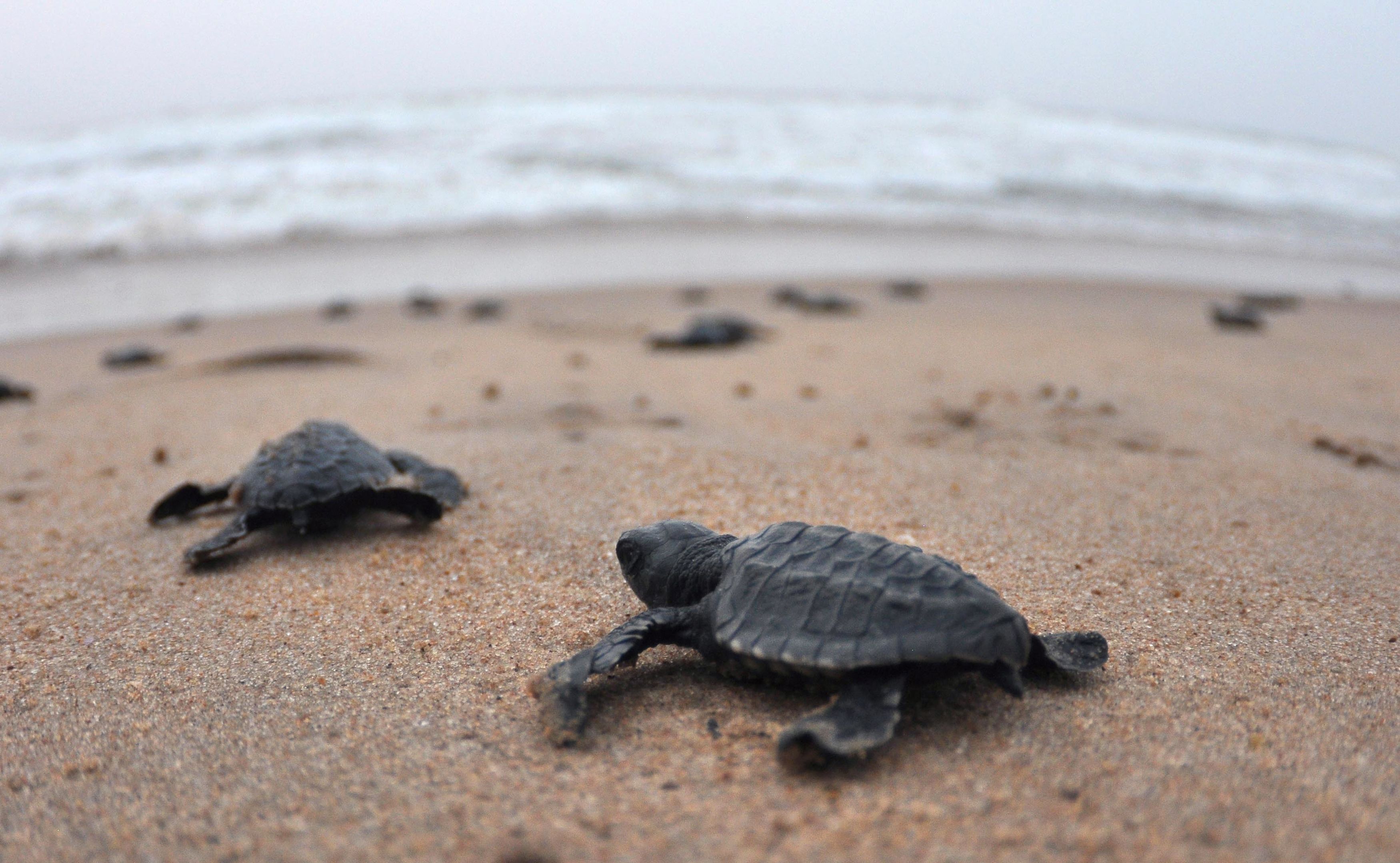 Sea Turtle Survival Sun Mask