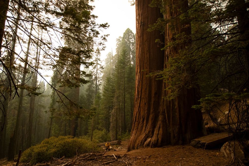 a news photographer, left, is dwarfed by a giant sequoia
