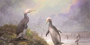 copepteryx, a type of plotopterid, which shared a striking resemblance to penguins