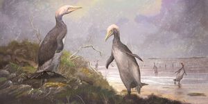 copepteryx, a type of plotopterid, which shared a striking resemblance to penguins