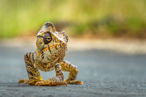 Publiekswinnaar Dier Kim Paffen Overstekende kameleon DiegoSuarez MadagaskarMadagascar wordt ook wel het Land van de Kameleons genoemd Logisch als je bedenkt dat ongeveer de helft van alle kameleonsoorten op de wereld in Madagascar wonen De kameleon op de foto stak de straat over in de buurt van de baai van DiegoSuarez in Noord Madagascar toen ik op weg was naar het vliegveld  Mijn apparatuur zat al netjes opgeborgen in mijn fotorugtas Toen ik op een paar meter afstand zag dat een kameleon de straat over liep wist ik niet hoe snel ik met mijn camera de auto uit moest komen  Ik ging letterlijk plat op straat liggen om op ooghoogte met de kameleon te komen Het risico om midden op een doorgaande weg te gaan liggen nam ik even voor lief Yes got it