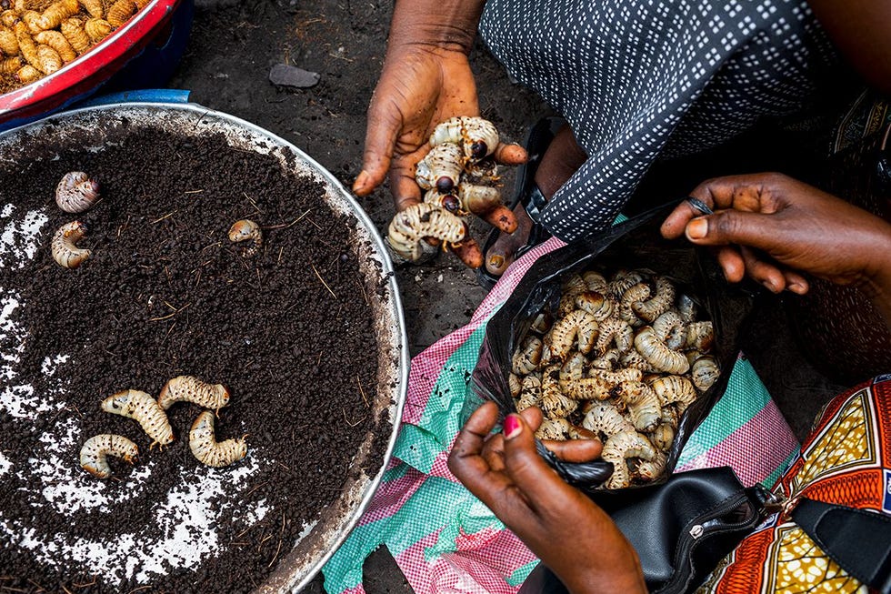 Op een markt in Kinshasa koopt een restaurantmedewerker makokolo de larven van een rode palmkever Geheel linksboven in de rode bak liggen mpose larven van een palmmot Insecten staan in Congo vanouds op het menu Dat geldt eens te meer nu vlees als belangrijkste eiwitbron steeds schaarser en duurder wordt