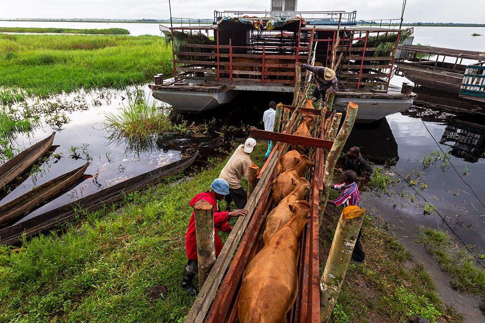In een land vier keer zo groot als Frankrijk met een slecht ontwikkeld wegennet vormen rivieren levensaders Hier in Mushie op de noord oever van de Kasai een zijtak van de Congorivier in WestCongo wordt een boot geladen met 183 NDamarunderen De eindbestemming is een slachthuis inKinshasa een tocht van enkele dagen