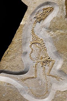 Het enige bekende fossiel van de kleine dinosaurir Juravenator starki bestaat uit een vrijwel compleet skelet en zacht weefsel dat heeft geleid tot een nieuwe theorie dat deze en wellicht andere dinosoorten tastorganen in de schubben op hun lichaam hadden