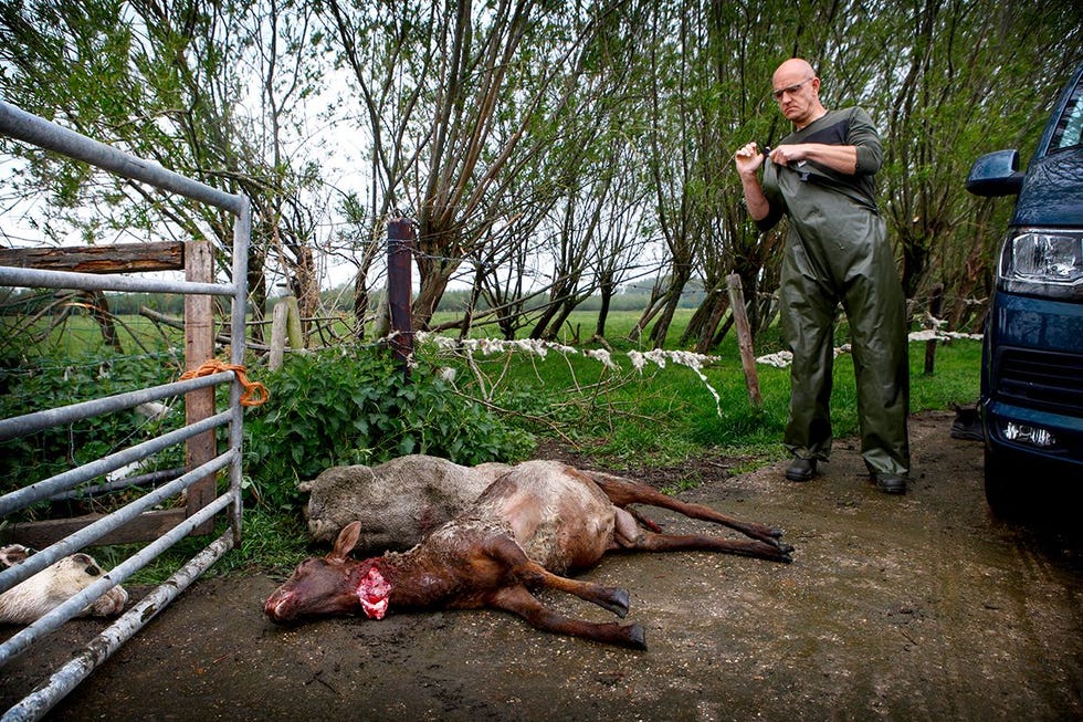 In Culemborg ten zuidoosten van Utrecht vergreep wolf GW1554m zich afgelopen voorjaar aan vijftien schapen die niet waren beschermd door een wolfwerende omheining Dierenarts Michiel Sturkenboom van Dierenzorggroep Lek en Linge maakt zich klaar voor euthanasie van enkele zwaargewonde dieren