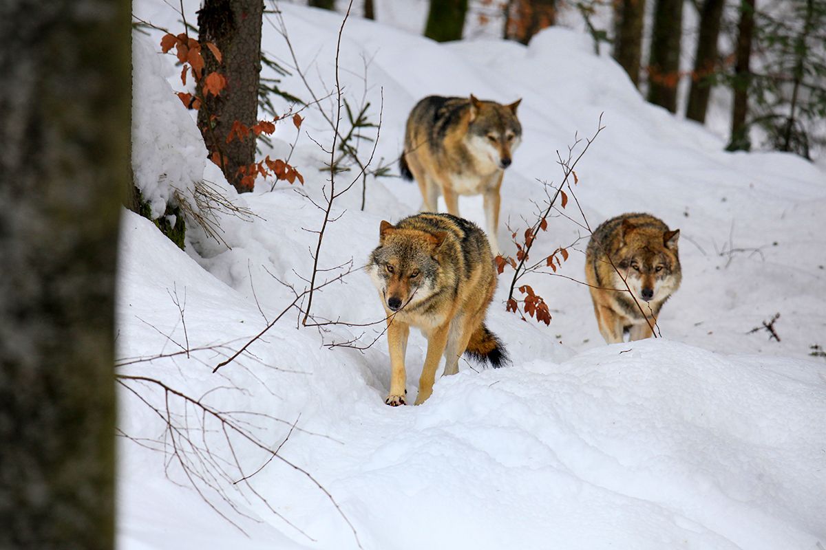 Een roedel wolven baant zich een weg door een dikke sneeuwlaag in het Beierse Woud nabij de grens met Tsjechi Behalve wolven komen in het berggebied ook lynxen en wilde katten voor