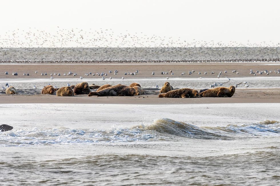 Bij Ameland moesten de finalisten een foto maken waarop een of meer zeehonden te zien zijn Breijman vond een groepje dat lag te rusten op een zandplaat