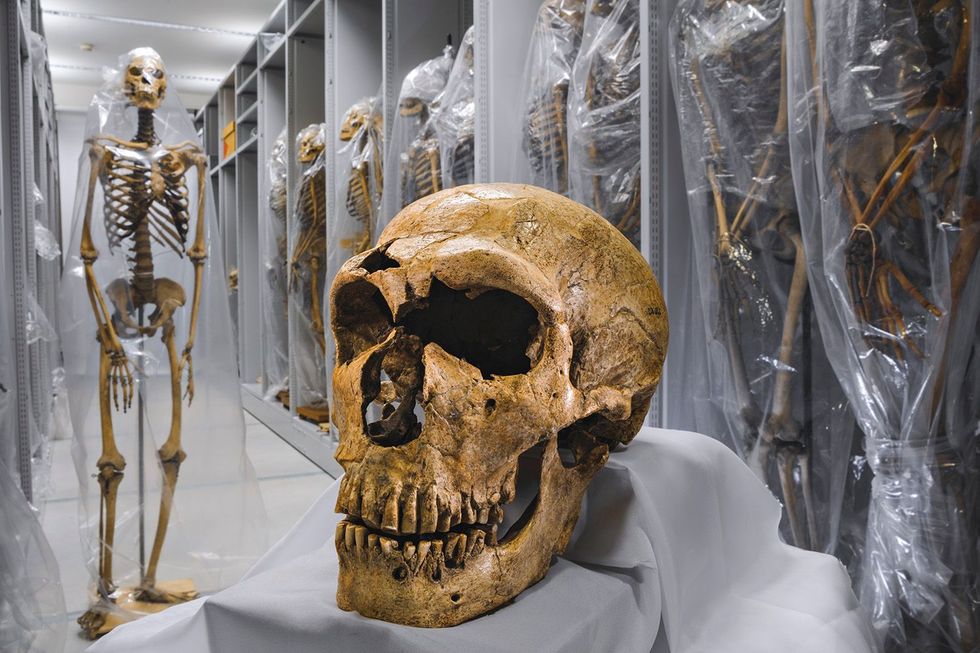 De schedel van een Neanderthaler een van de compleetste ooit gevonden ligt tussen de menselijke skeletten in het Muse de lHomme in Parijs Toen de moderne mens vanuit Afrika over de wereld uitzwermde vermengde hij zich met Neanderthalers en ontving daarmee diens gevolueerde genen Onderzoekers stelden vast dat 152 van die genen helpen bij het opwekken van een immuunreactie Ze beschermden onze voorouders tegen de nieuwe virussen die ze in Europa opliepen