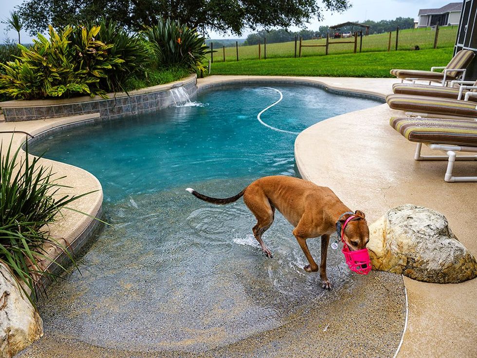 In de tuin van Sharon Dippel in Florida loopt greyhound Fly to Barcelona  die nu Roxanne heet  het zwembad uit Dippel die een adoptiebureau voor gepensioneerde racehonden heeft vangt met haar man acht honden op Greyhounds zijn lieve en aanhankelijke dieren vertelt ze Als ze niet buiten rondrennen slapen ze zon tachtig procent van de tijd