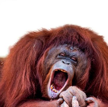 een gapende orangoetan
