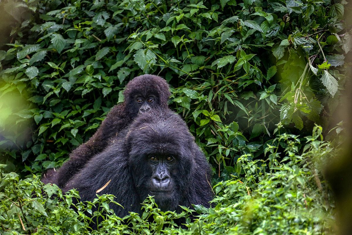 Een berggorillawijfjemet haar jong in hetVolcanoesNational Parkin NoordoostRwandaWereldwijd zijn er nogiets meer dan duizend allemaal in het wildwant in gevangenschapkan de soort nietoverleven