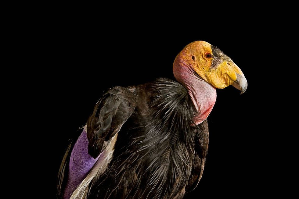 Met zijn spanwijdte van drie meteris de Californische condor de grootstelandvogel in NoordAmerika Tochis hij ernstig bedreigd In gevangenschapgefokte exemplaren zijn uitgezetin Californi Utah en Arizona